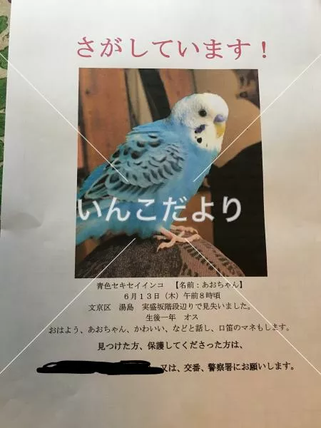 コメントの画像