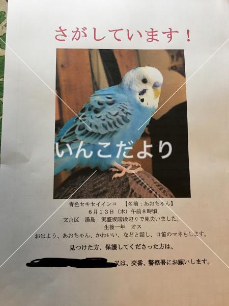コメントの画像