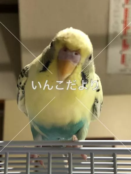 コメントの画像