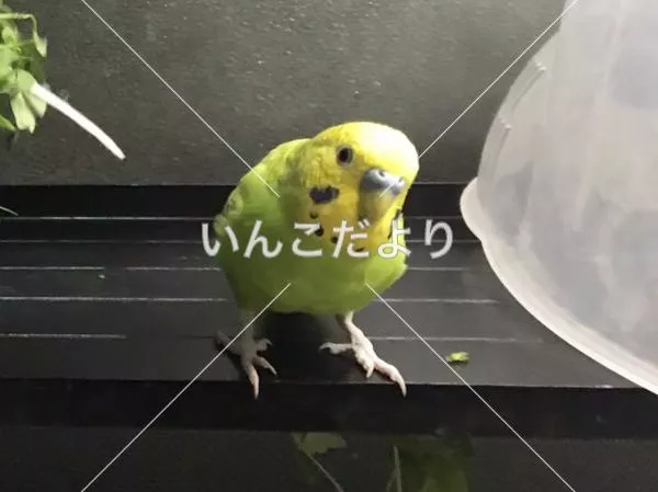 コメントの画像