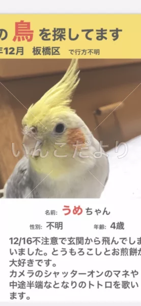 コメントの画像