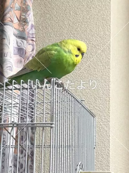 コメントの画像