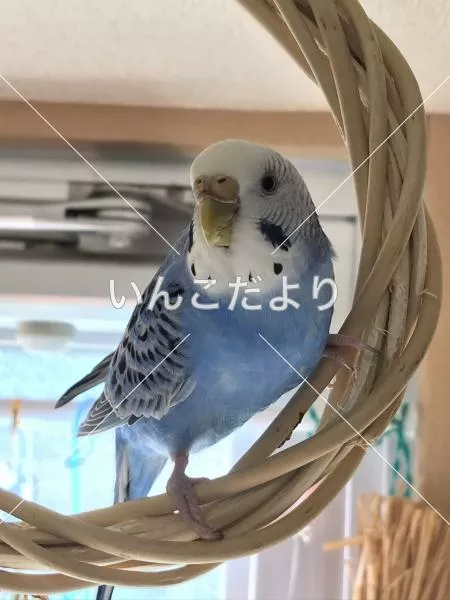 コメントの画像