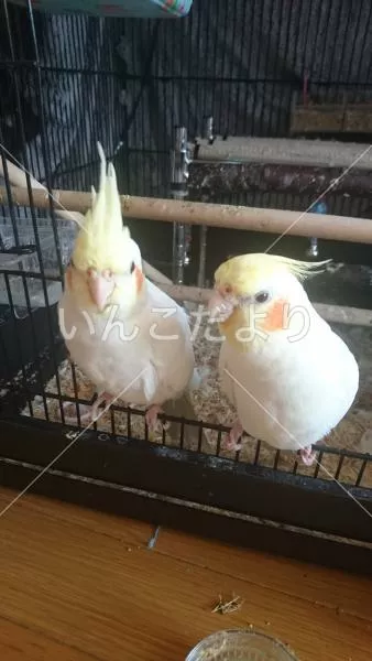 コメントの画像