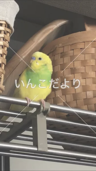 コメントの画像