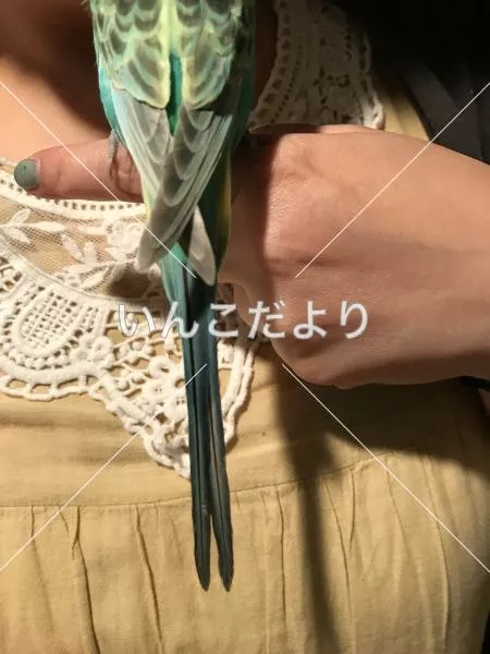 コメントの画像