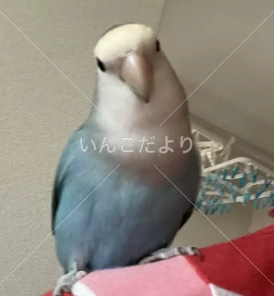 コメントの画像