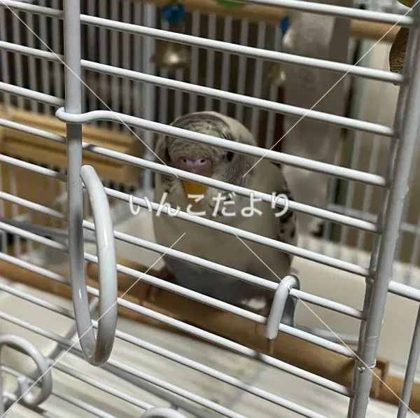 コメントの画像