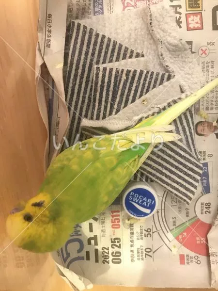 コメントの画像