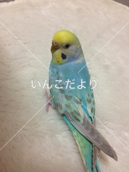 コメントの画像