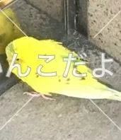 コメントの画像