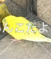 コメントの画像