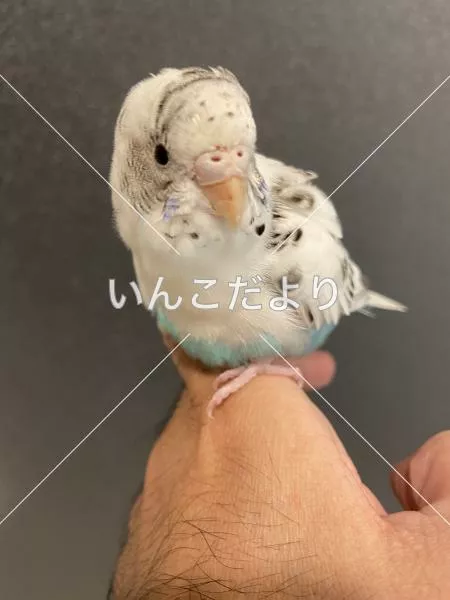 コメントの画像