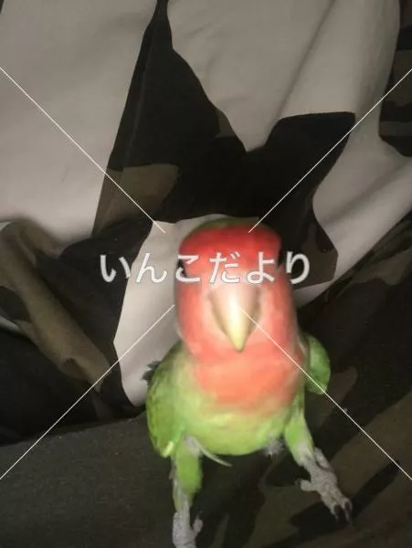 コメントの画像