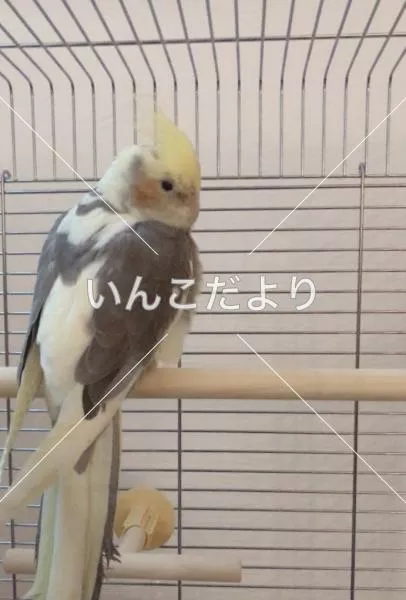 コメントの画像