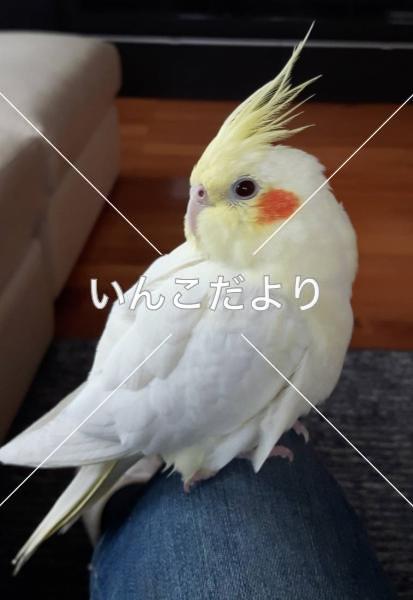 コメントの画像