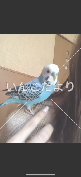 コメントの画像