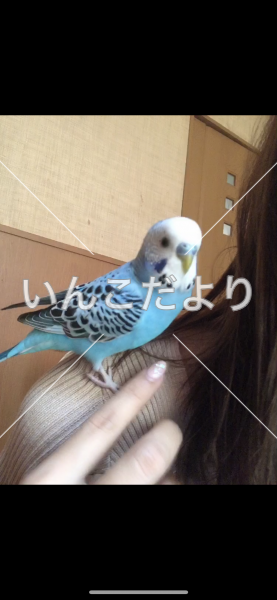 コメントの画像