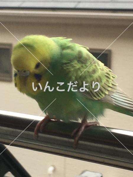 コメントの画像