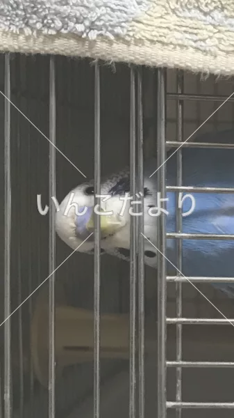 コメントの画像