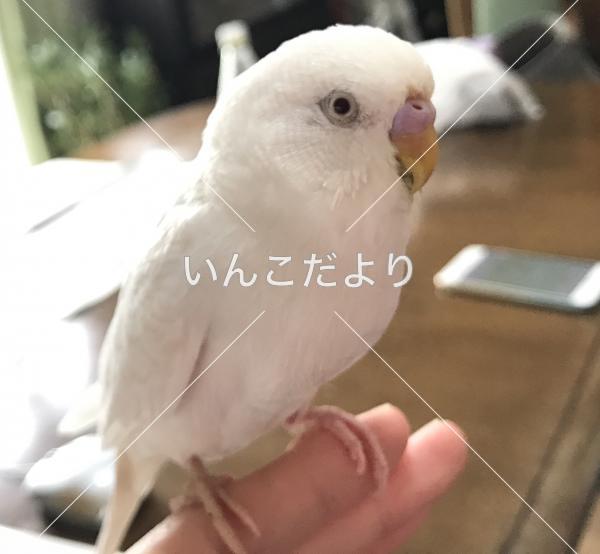 コメントの画像
