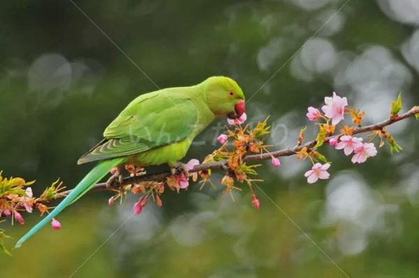 コメントの画像