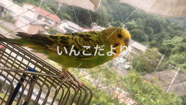 コメントの画像