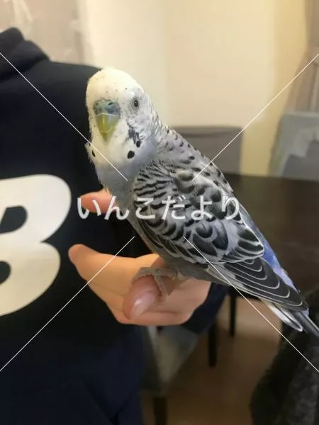 コメントの画像