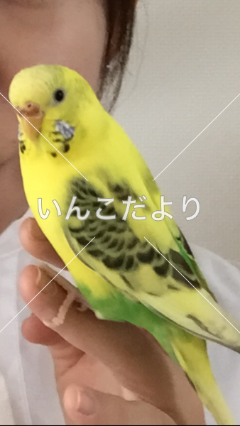 コメントの画像