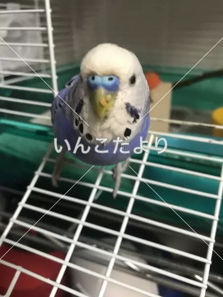 コメントの画像