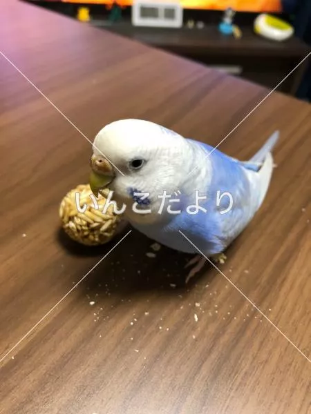 コメントの画像