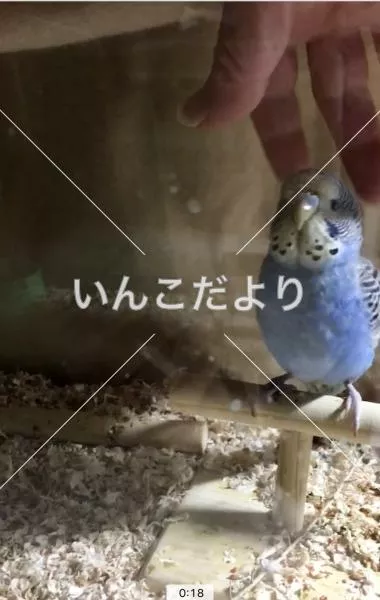 コメントの画像