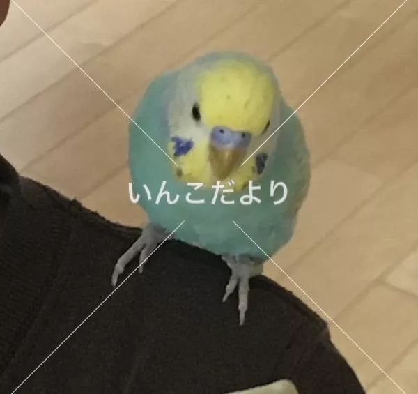 コメントの画像