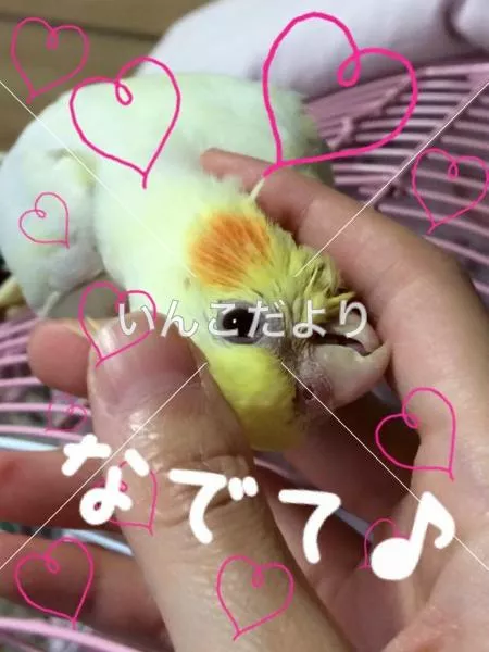 コメントの画像