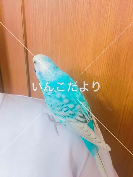 コメントの画像