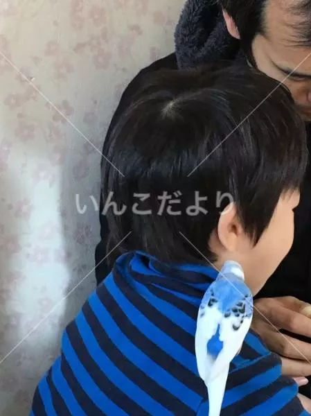 コメントの画像