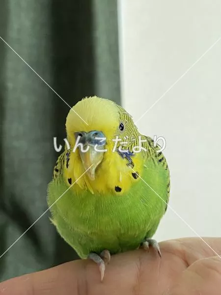 コメントの画像