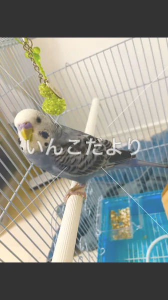 コメントの画像