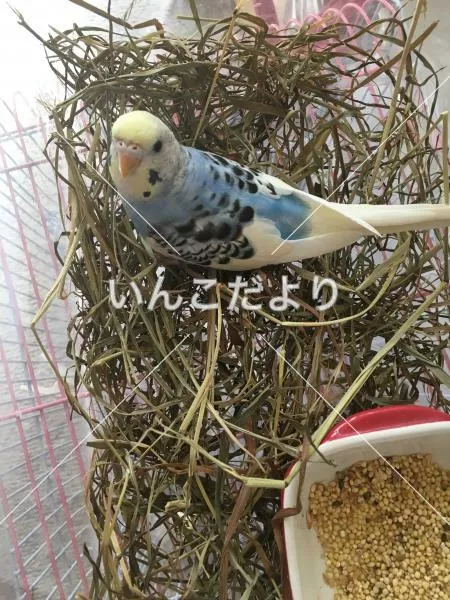 コメントの画像