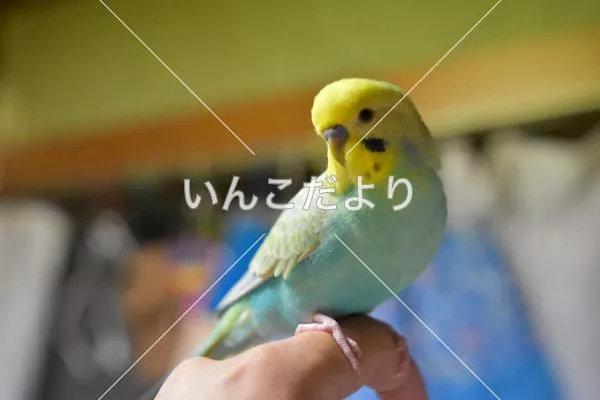 コメントの画像