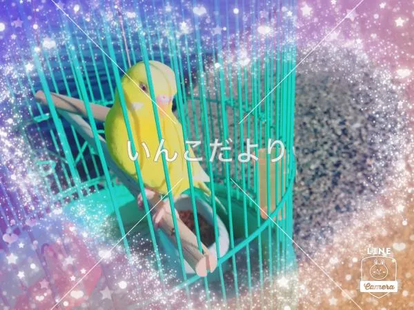 コメントの画像