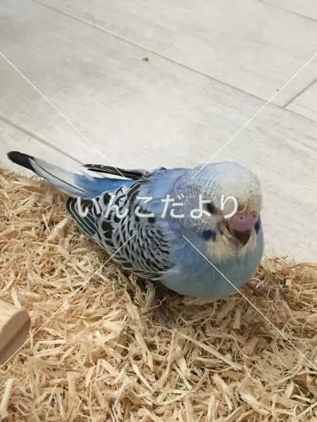 コメントの画像