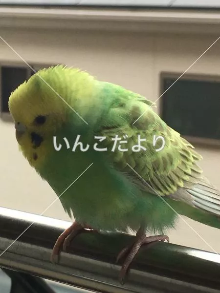 コメントの画像