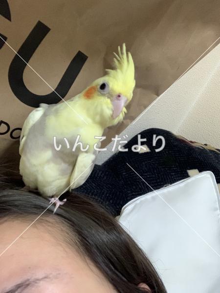 コメントの画像