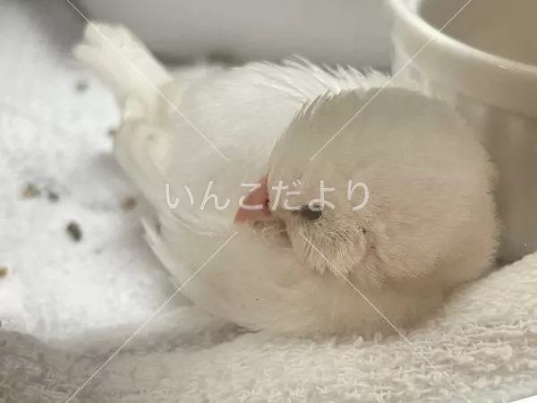 コメントの画像