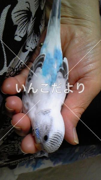 コメントの画像