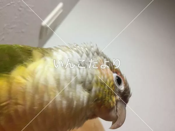 コメントの画像