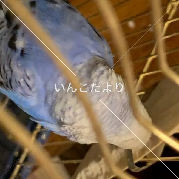 コメントの画像