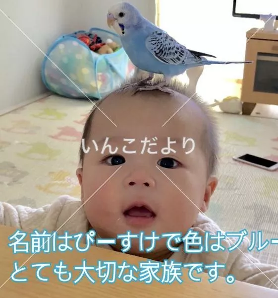 コメントの画像