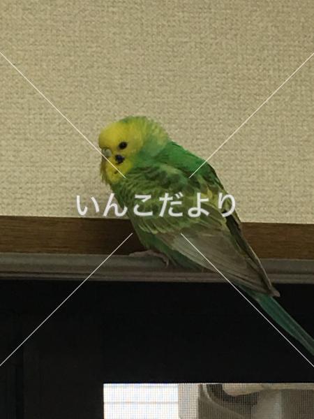 コメントの画像